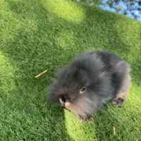 Lapin nain tête de lion #2