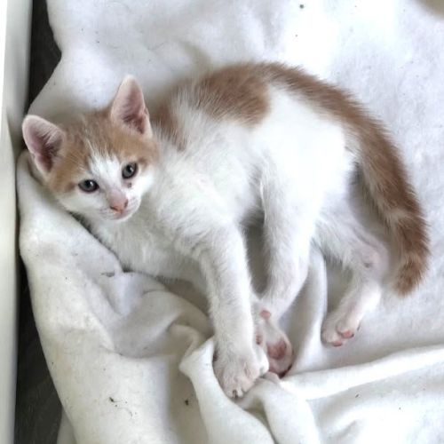 Bibou à l'adoption #1