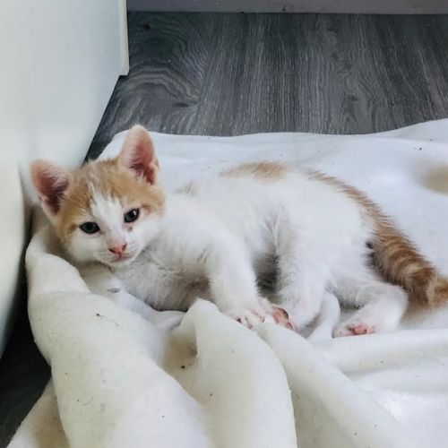 Bibou à l'adoption #2