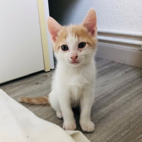 Bibou à l'adoption