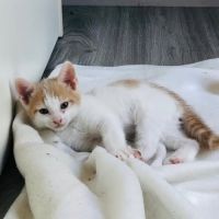 Bibou à l'adoption #2