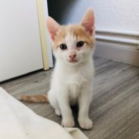 Bibou à l'adoption #0