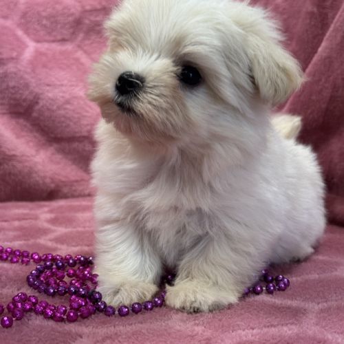 Bimba, femelle bichon maltais nain, lof #1