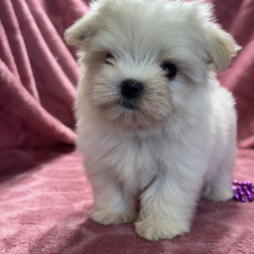 Bimba, femelle bichon maltais nain, lof #0