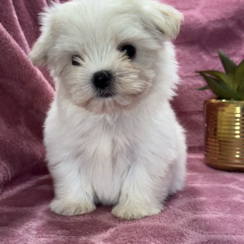 Bimba, femelle bichon maltais nain, lof #4