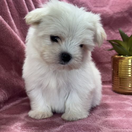 Bimba, femelle bichon maltais nain, lof #5