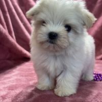 Bimba, femelle bichon maltais nain, lof