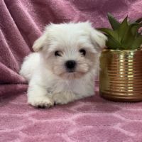 Bimba, femelle bichon maltais nain, lof #3