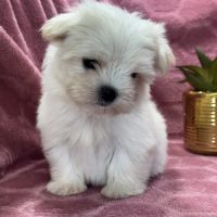 Bimba, femelle bichon maltais nain, lof #5