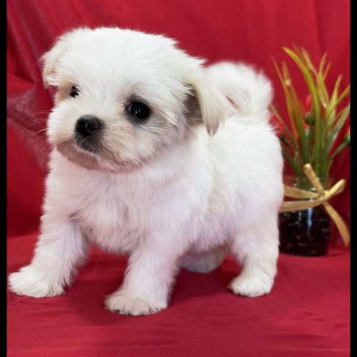 Blue, femelle bichon maltais nain, lof #1