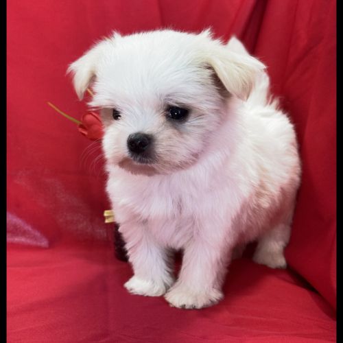 Blue, femelle bichon maltais nain, lof #2