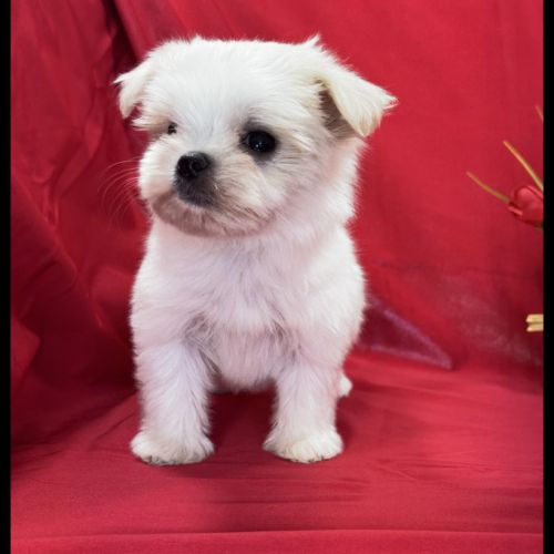 Blue, femelle bichon maltais nain, lof #3