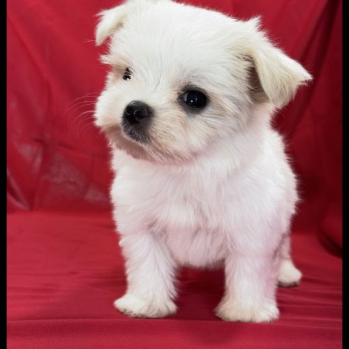 Blue, femelle bichon maltais nain, lof