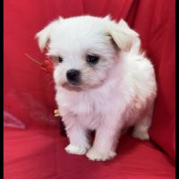 Blue, femelle bichon maltais nain, lof #2