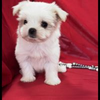 Blue, femelle bichon maltais nain, lof #5