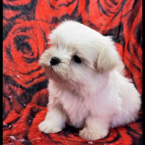 Beauty, femelle bichon maltais nain, lof #1