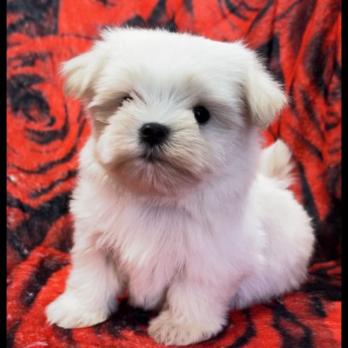 Beauty, femelle bichon maltais nain, lof
