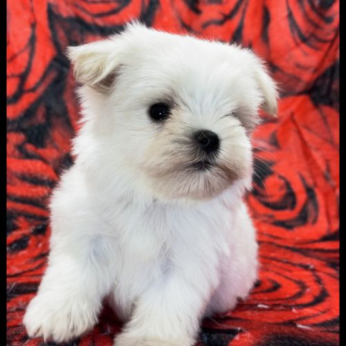 Beauty, femelle bichon maltais nain, lof #3