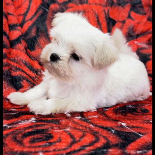 Beauty, femelle bichon maltais nain, lof #4