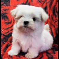 Beauty, femelle bichon maltais nain, lof