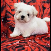 Beauty, femelle bichon maltais nain, lof #5
