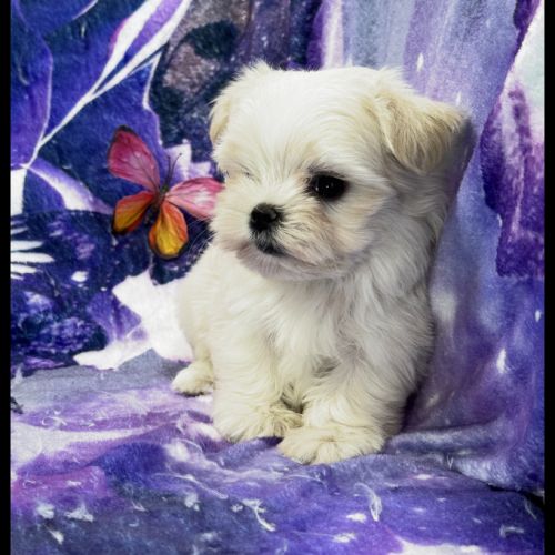 Bijou, femelle bichon maltais nain, lof #2