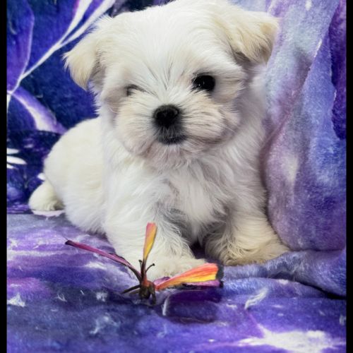 Bijou, femelle bichon maltais nain, lof #0