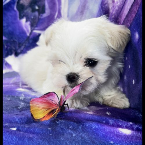 Bijou, femelle bichon maltais nain, lof #4