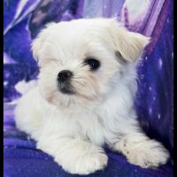 Bijou, femelle bichon maltais nain, lof #1
