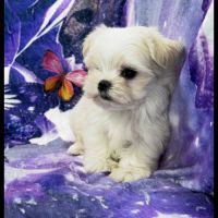 Bijou, femelle bichon maltais nain, lof #2