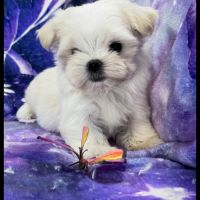 Bijou, femelle bichon maltais nain, lof