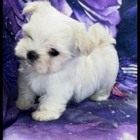 Bijou, femelle bichon maltais nain, lof #5