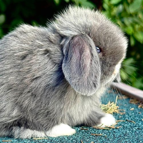 Lapins nains et minilops pures races #1