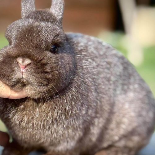 Lapins nains et minilops pures races #2