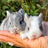 Lapins nains et minilops pures races