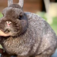 Lapins nains #2