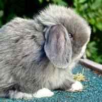 Lapins minilops #1