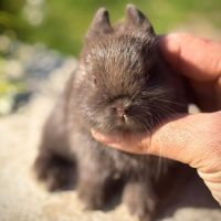 Lapins minilops