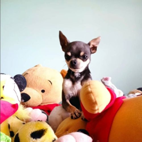 Vend urgent magnifique male chihuahua bleu lof #0