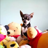Vend urgent magnifique male chihuahua bleu lof