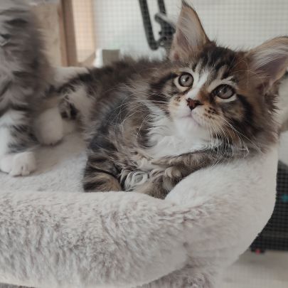 Maine coon loof #0