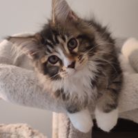 Maine coon loof #2