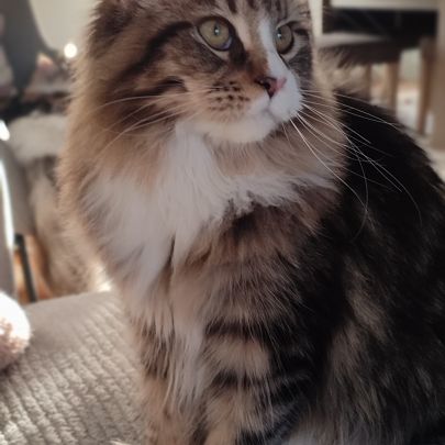 Chatte maine coon #1
