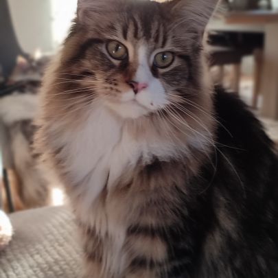 Chatte maine coon #0