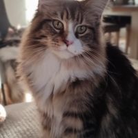 Chatte maine coon
