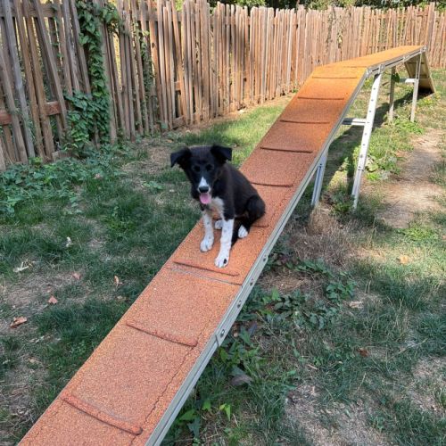 Chiots border collie