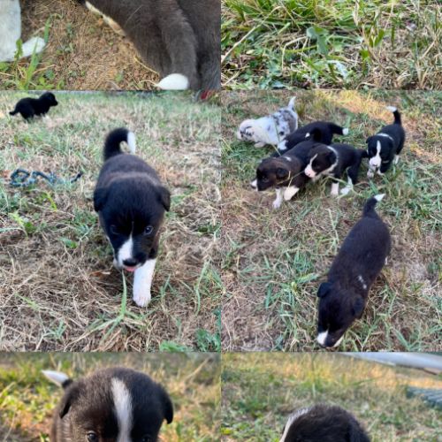 Chiots border collie #1