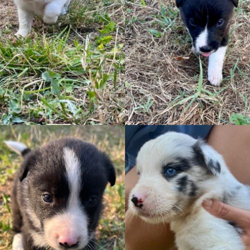 Chiots border collie #2