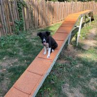 Chiots border collie