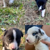 Chiots border collie #2